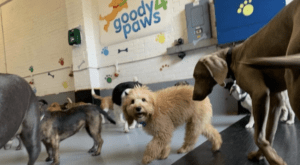 Goody Paws